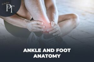 Ankle and Foot Anatomy